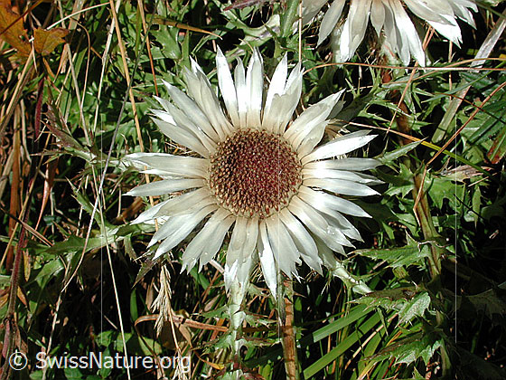 Silberdistel