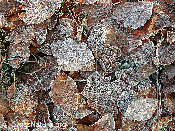 Foto: Herbstliche Blätter (Herbstblätter)