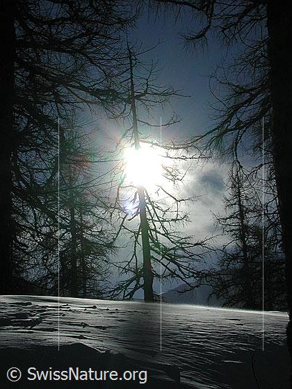 Foto: Lärche im Gegenlicht.