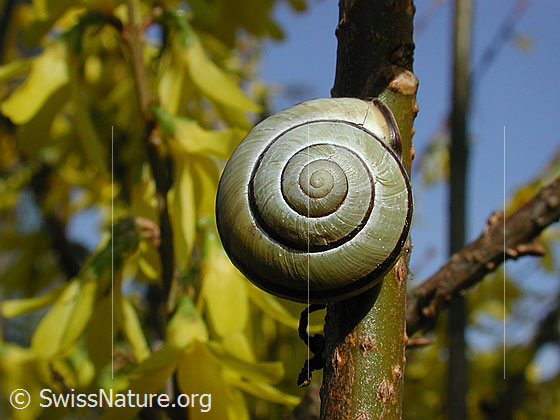Gartenschnirkelschnecke (Cepaea hortensis)