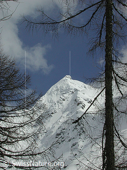 Foto: Blick durch lichten Lärchenwald auf das Chollerhorn.