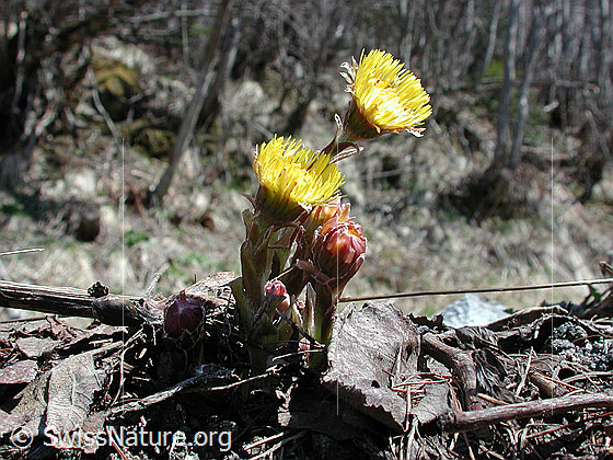 Foto: Huflattich 
Lat.: Tussilago farfara
Familie: Asteraceae (Kobblütler)