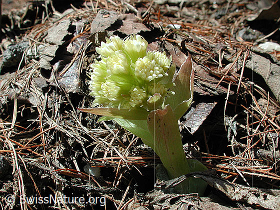 Foto: Weisse Pestwurz (Petasites albus). Ganze Pflanze (Habitus).
Lat.: Petasites albus
Familie: Asteraceae (Korbblütler)
Gattung: Petasites (Pestwurzen)