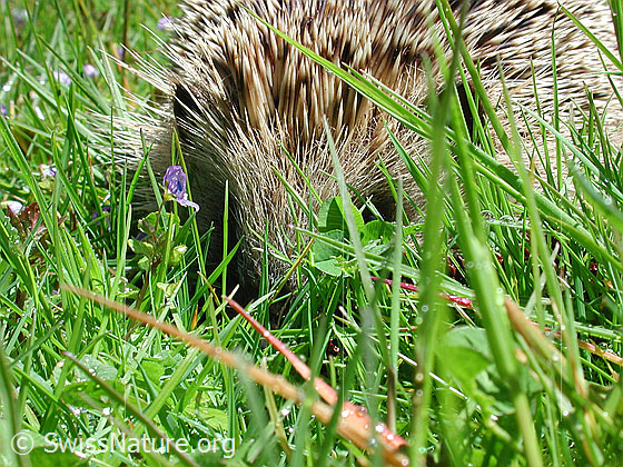 Foto: Braunbrustigel (Erinaceus europaeus). Nahaufnahme des Tiers von vorne.