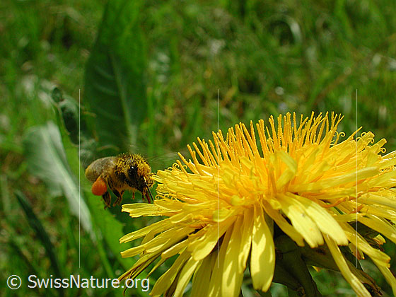 Foto: Fliegende Biene (Apis mellifera) im Anflug auf einen Löwenzahn (Taraxacum officinale).