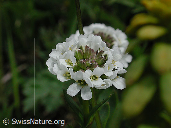 Foto: Bergblume, Blüte