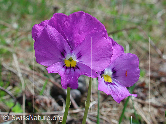 Foto: Langsporniges Stiefmütterchen 
Lat.: Viola calcarate
