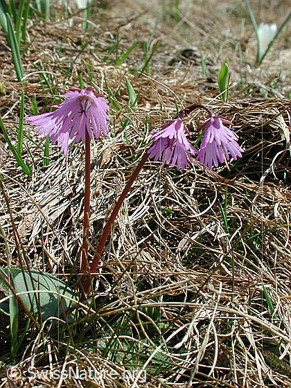 Foto: Grosses Alpenglöckchen 
Lat.: Soldanella alpina