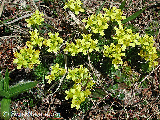 Foto: Immergrünes Felsenblümchen 
Lat.: Draba aizoides
