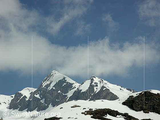 Foto: Turbhorn von SW