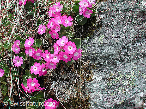 Foto: Rote Felsen-Primel (Primula hirsuta). Blühend.
Lat.: Primula hirsuta
Familie: Primulaceae (Schlüsselblumengewächse)
Gattung: Primula (Primeln)