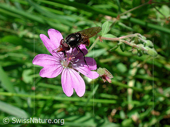 Photo: Rhingia campestris on Geranium pyrenaicum. Male. View diagonally from the front.