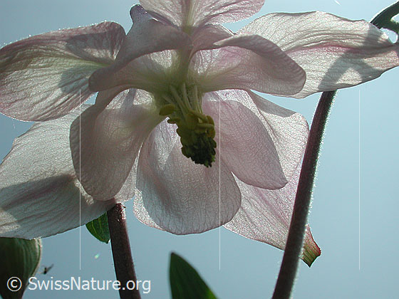 Foto: Blüte einer Akelei im Gegenlicht