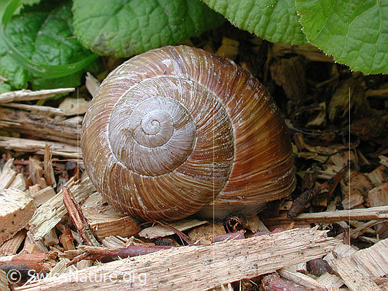 Foto: Schneckenhaus der Weinbergschnecke (Helix pomatia)