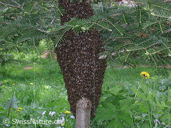 Foto: Bienenschwarm an kleiner Tanne.
Lat.: Apis mellifera
Familie: Apidae (Echte Biene)
Unterfamilie: Apis (Honigbienen)