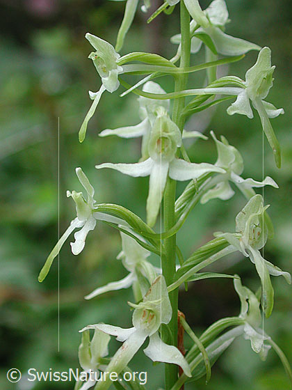 Foto: Weisse Waldhyazinthe, Blüten
Lat.: Platanthera bifolia
