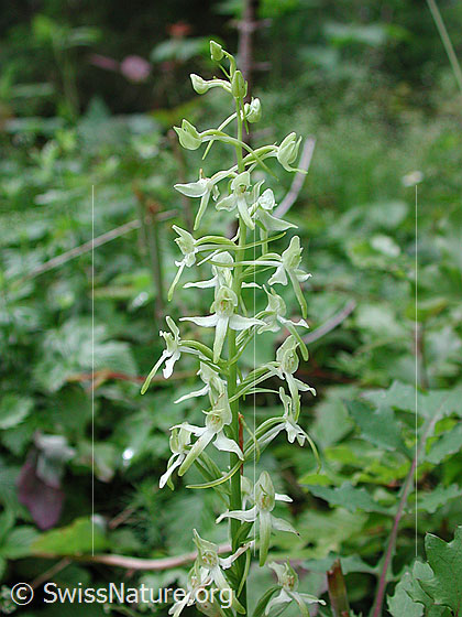 Foto: Weisse Waldhyazinthe, Blütenstand
Lat.: Platanthera bifolia