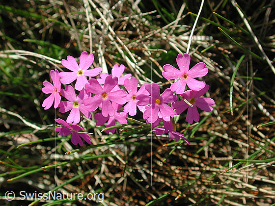 Foto: Mehl-Primel 
Lat.: Primula farinosa
