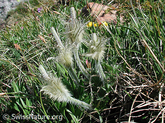 Foto: Unbekannte Bergblume