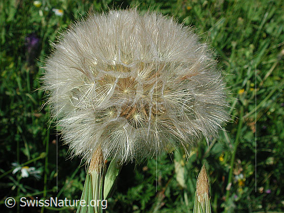 Foto: Grosser Bocksbart, Blüte 
Lat.: Tragopogon dubius 
Familie: Asteraceae (Korbblütler)