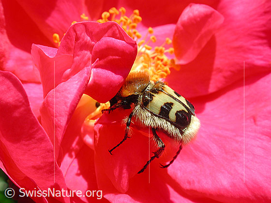 Foto: Gebänderter Pinselkäfer (Trichius fasciatus)