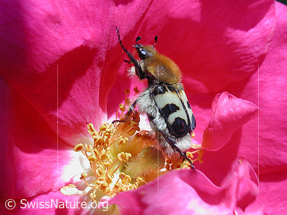 Foto: Gebänderter Pinselkäfer (Trichius fasciatus)
Diese Käferart ernährt sich vorwiegend von Pollen. Die Aufnahme zeigt einen Pinselkäfer, welcher sich in der Blüte einer Rose aufhält.