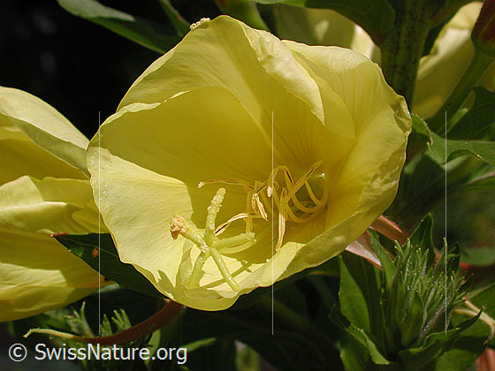 Zweijährige Nachtkerze (Oenothera biennis)