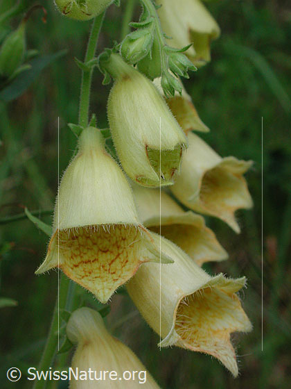 Foto: Grossblütiger Fingerhut (Digitalis grandiflora). Blüten.
Lat.: Digitalis grandiflora
Familie: Plantaginaceae (Wegerichgewächse)
Gattung: Digitalis (Fingerhüte)