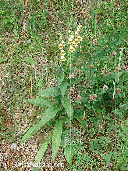 Foto: Grossblütiger Fingerhut (Digitalis grandiflora). Ganze Pflanze (Habitus).
Lat.: Digitalis grandiflora
Familie: Plantaginaceae (Wegerichgewächse)
Gattung: Digitalis (Fingerhüte)