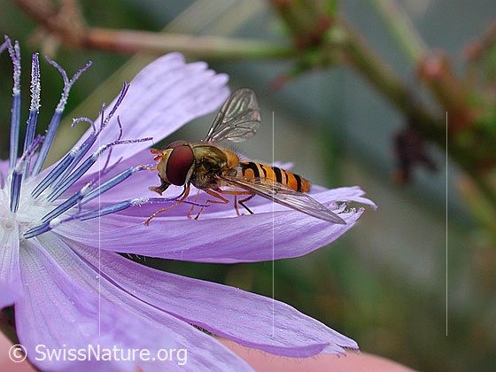 Foto: Hainschwebfliege (Episyrphus balteatus) auf Wegwarte (Cichorium intybus)