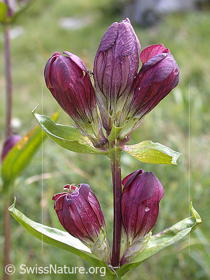 Foto: Purpur-Enzian (Gentiana purpurea). Blüten.
Umgebung: Alpwiese.
Lat.: Gentiana purpurea
Familie: Gentianaceae (Enziangewächse)
Gattung: Gentiana (Enziane)