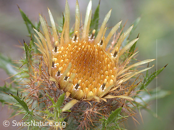Foto: Geöffnete Blüte einer gewöhnlichen Golddistel 
Lat.: Carlina vulgaris