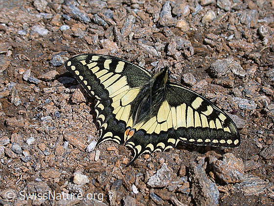 Foto: Schwalbenschwanz 
Lat.: Papilio machaon