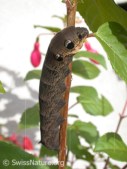 Mittlerer Weinschwärmer (Deilephila elpenor), Raupe