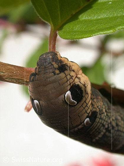 Foto: Raupe des Mittleren Weinschwärmers (Deilephila elpenor). Kopf. Ansicht von oben.