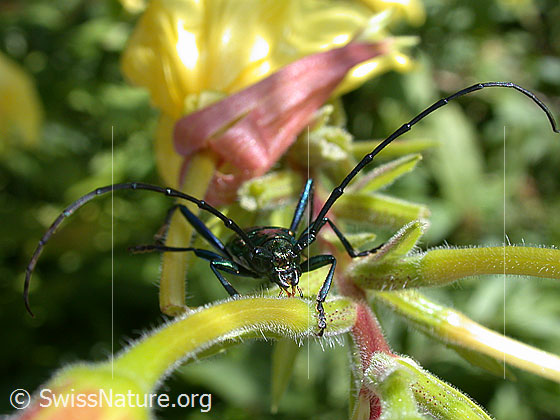 Photo: Aromia moschata on Oenothera biennis. View from the front.