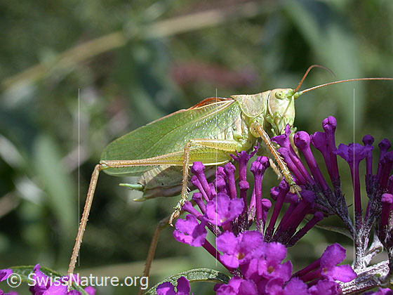 Photo: Tettigonia viridissima on blossom.