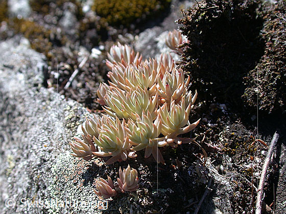 Foto: Alpen-Hauswurz 
Lat.: Sempervivum tectorum ssp. alpinum 
Familie: Crassulaceae