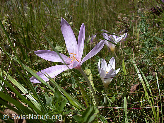Foto: Herbstzeitlose 
Lat.: Colchicum autumnale