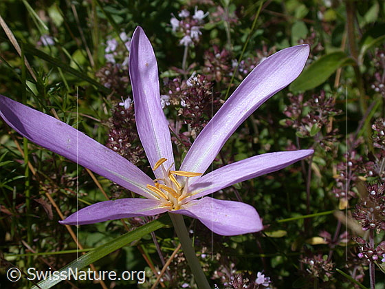 Foto: Herbstzeitlose 
Lat.: Colchicum autumnale