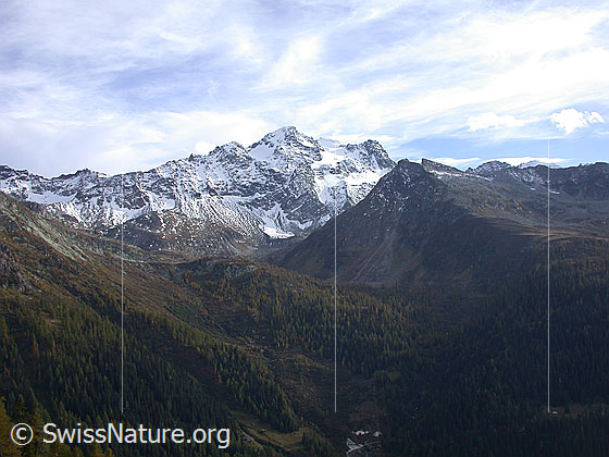 Foto: Oberhalb Imfeld: Blick Richtung S (Schwarzhornr)
