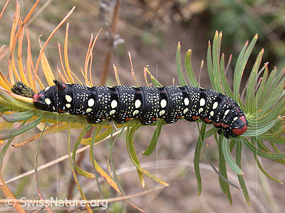Wolfsmilchschwärmer (Hyles euphorbiae), Raupe