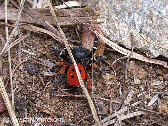 Foto: Rote Röhrenspinne (Eresus kollari), Männchen.
Die Aufnahme entstand auf einem Wanderweg auf einer Höhe von ca. 2100 Meter über Meer. Der Wanderweg führt durch naturnahe Bergwiesen.
Lat.: Eresus kollari (= Eresus cinnaberinus part.)
Familie: Eresidae (Röhrenspinnen)
Gattung: Eresus