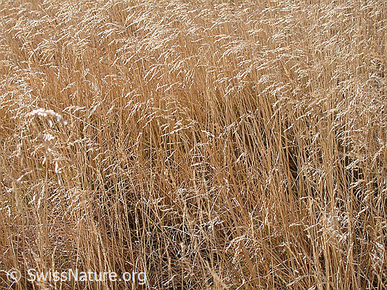 Foto: Gräser im Herbst.