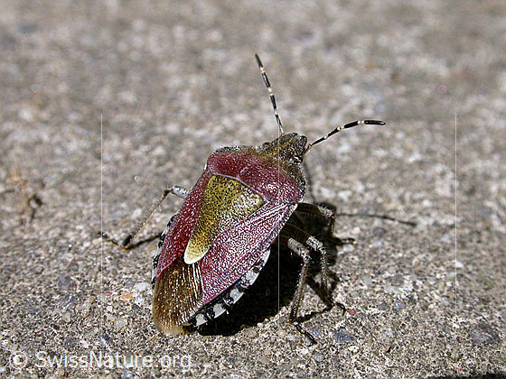 Beerenwanze (Dolycoris baccarum)