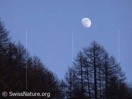 Foto: Mond über Lärchenwald.