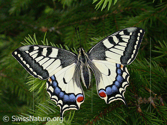 Schwalbenschwanz (Papilio machaon)