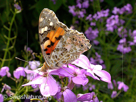 Foto: Distelfalter (Cynthia cardui) auf Blüte einer Gemeinen Nachtviole (Hesperis matronalis). Distelfalter: Flügel geschlossen. Ansicht von der Seite.