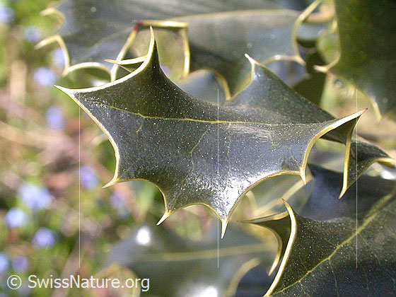 Foto: Blatt einer Stechpalme.