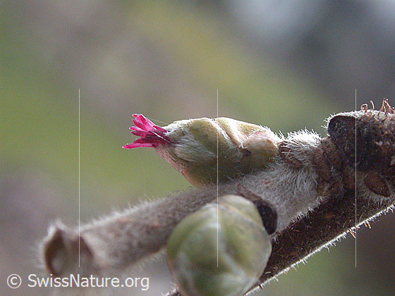 Foto: Hasel, Blüte